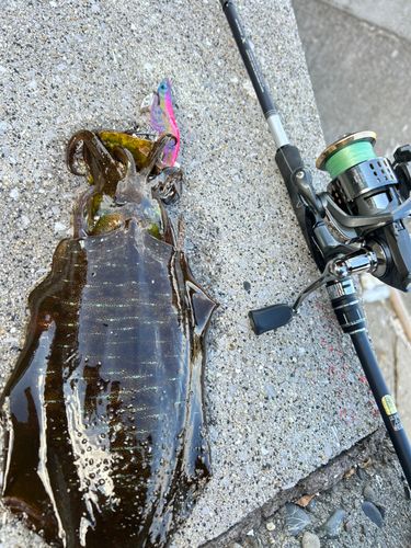 アオリイカの釣果