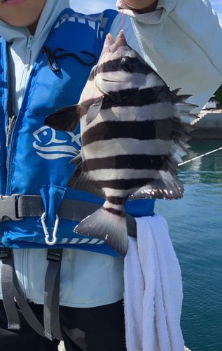 サンバソウの釣果