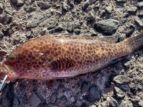 アコウの釣果