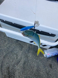 ワカシの釣果