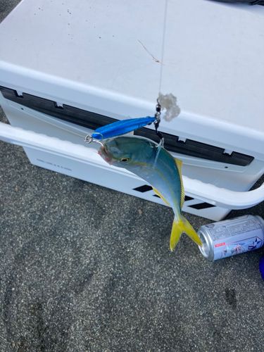 ワカシの釣果