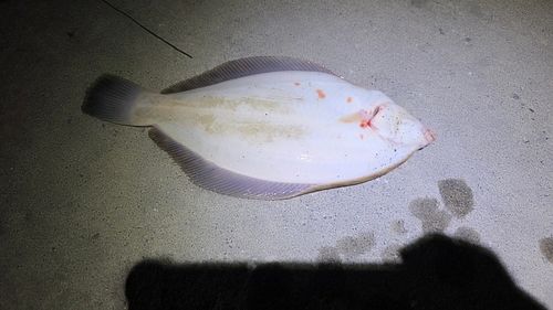 クロガシラガレイの釣果