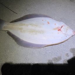 クロガシラガレイ