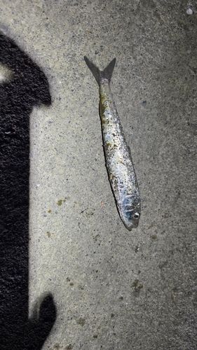 マイワシの釣果