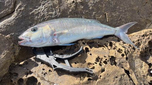 アオチビキの釣果