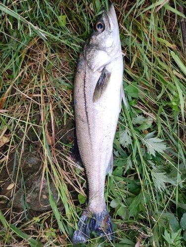 スズキの釣果