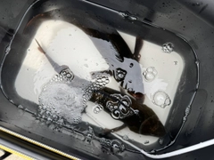 アイナメの釣果