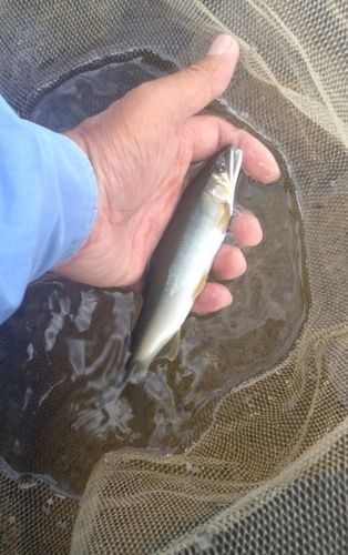 アユの釣果
