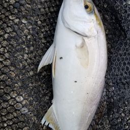 ショゴ
