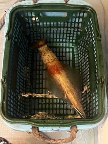 ケンサキイカの釣果