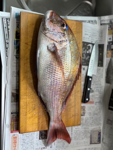 マダイの釣果