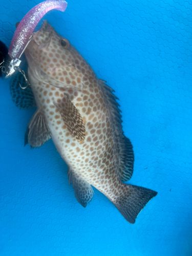オオモンハタの釣果