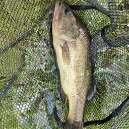 ラージマウスバス