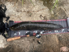 ライギョの釣果