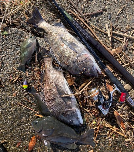 クロダイの釣果