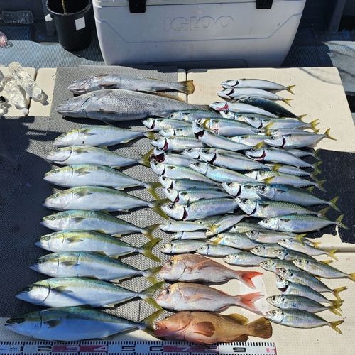ハマチの釣果