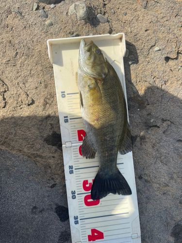 スモールマウスバスの釣果