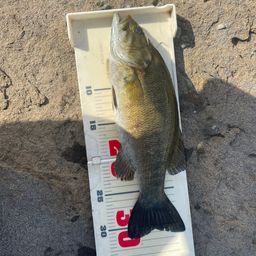 スモールマウスバス