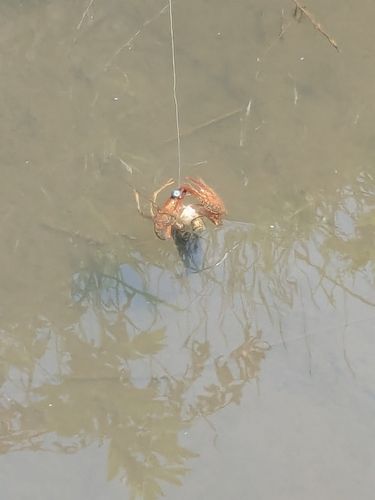 アメリカザリガニの釣果