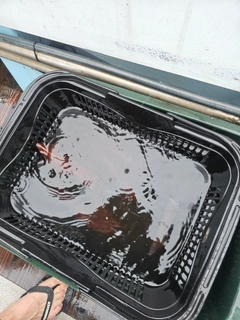 ヤリイカの釣果