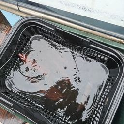 ヤリイカ