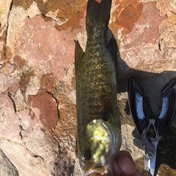 スモールマウスバス