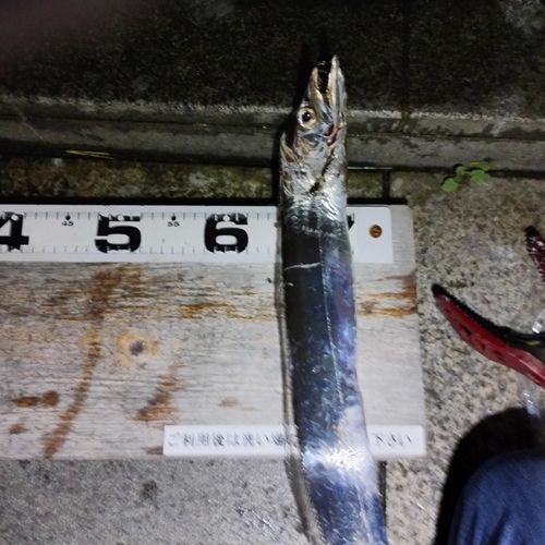 タチウオの釣果