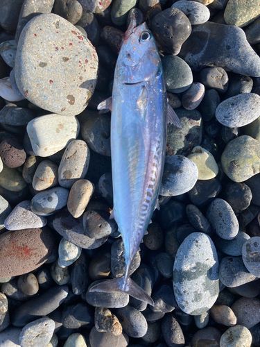 マルソウダの釣果