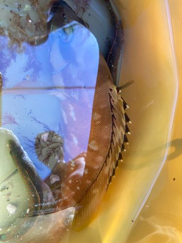 アカハタの釣果