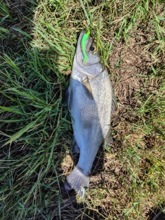 セイゴ（ヒラスズキ）の釣果