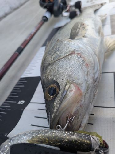 シーバスの釣果