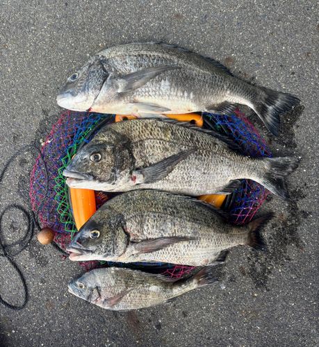 クロダイの釣果