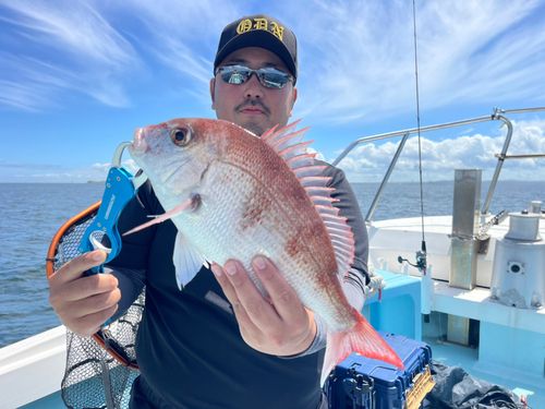 マダイの釣果