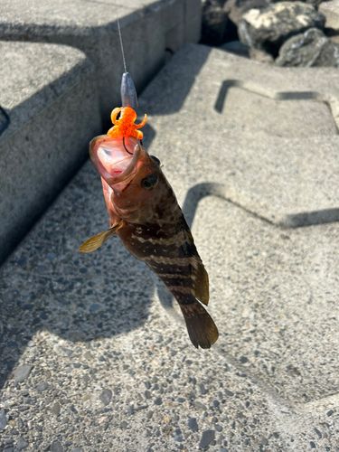 キジハタの釣果