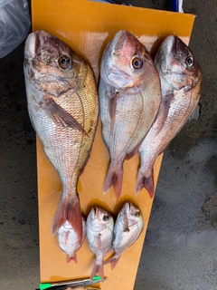 マダイの釣果
