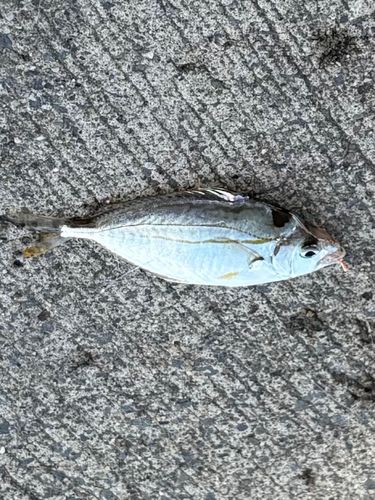 ヒイラギの釣果
