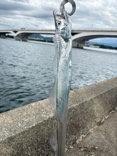 タチウオの釣果