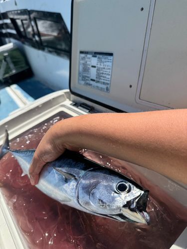 ソウダガツオの釣果