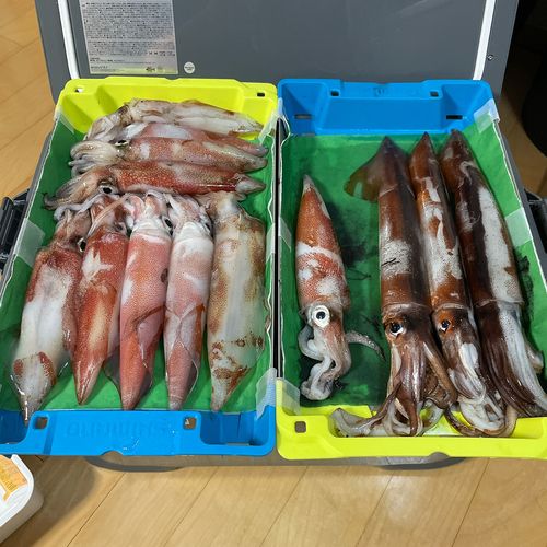 ケンサキイカの釣果
