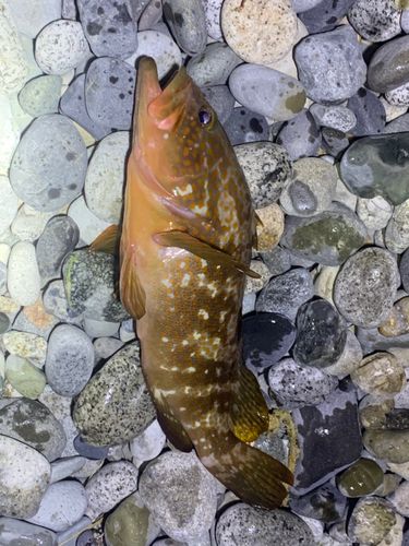 キジハタの釣果