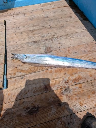 タチウオの釣果