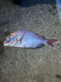 タイの釣果