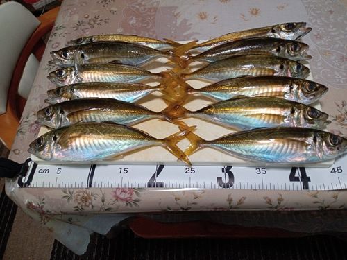 マアジの釣果