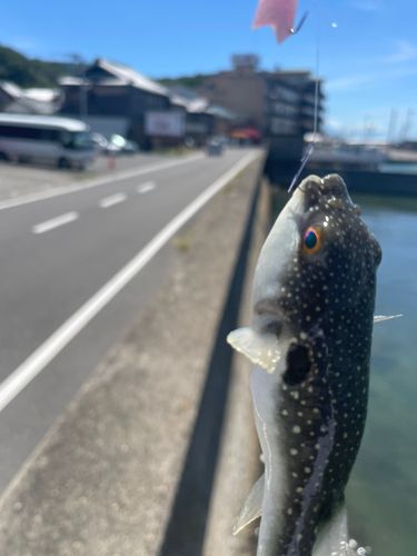フグの釣果