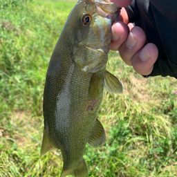 スモールマウスバス