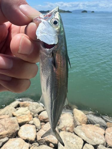 ソウダガツオの釣果