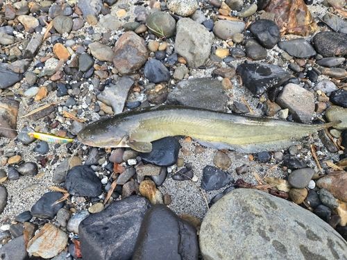 ナマズの釣果