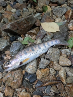 アマゴの釣果
