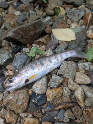 アマゴの釣果