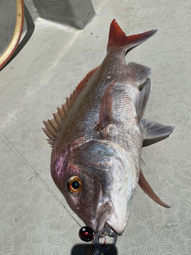 タイの釣果